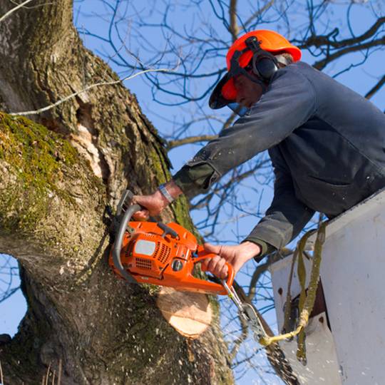 Tree Removal services in Des Moines IA