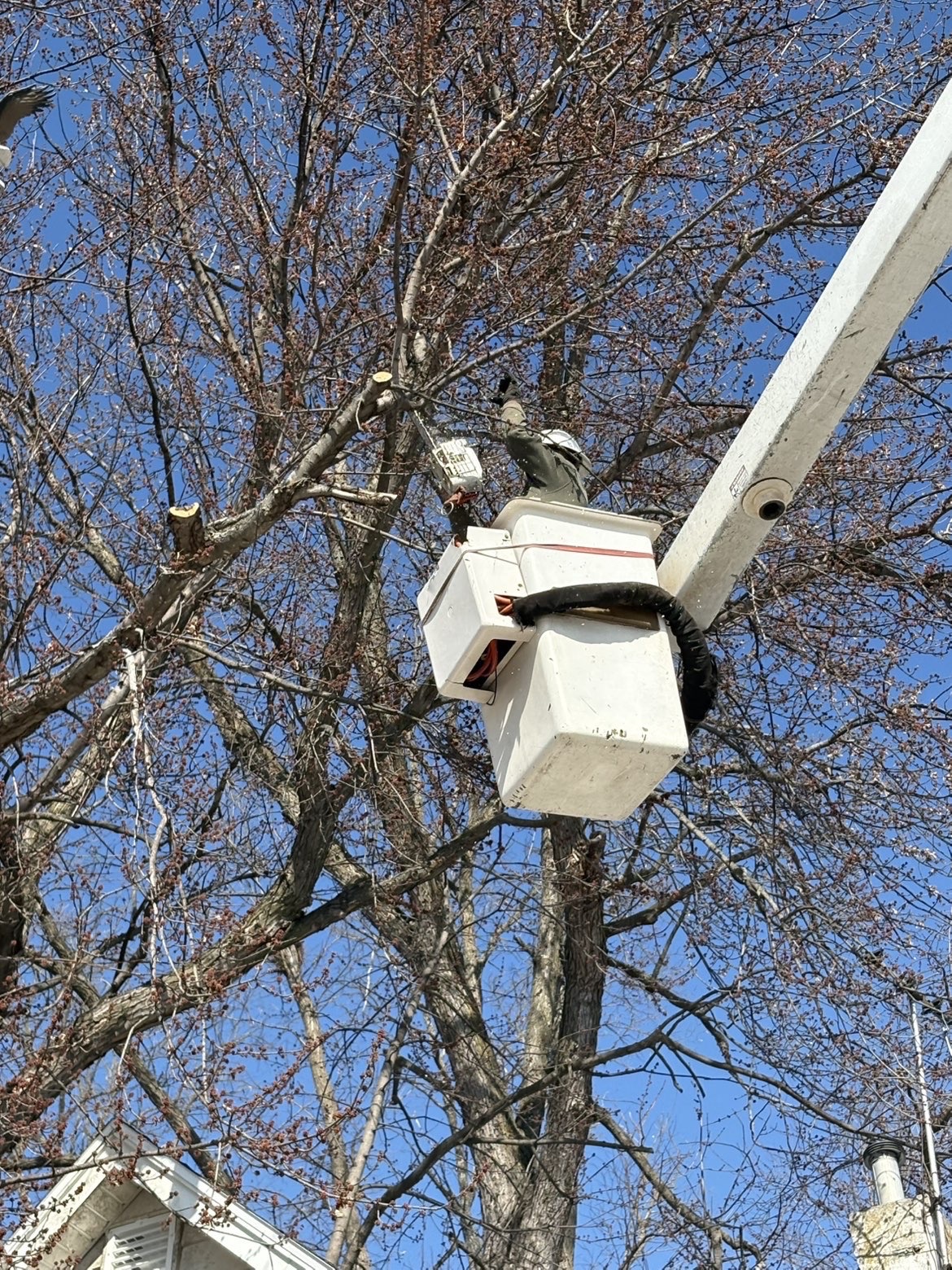 Tree Removal project in Des Moines Central Iowa